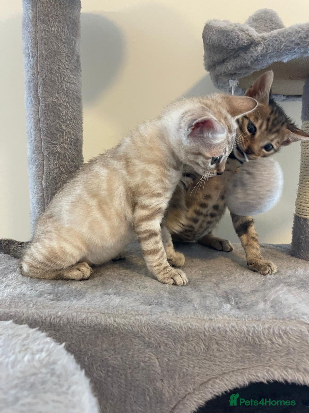 Bengal cats for sale: 7 beautiful pure Bengal Kittens - Advert 1