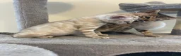 Bengal cats for sale: 7 beautiful pure Bengal Kittens - Advert 1