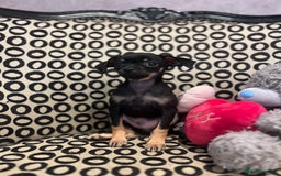 Russian Toy Terrier dogs for sale: Russian toy terrier puppy for sale - Advert 1
