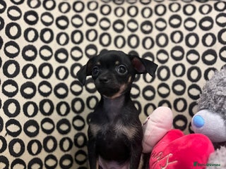 Russian Toy Terrier dogs - Advert 32