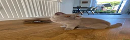 British Shorthair cats for sale: Neutered Female - pedigree lilac BSH  - Advert 2
