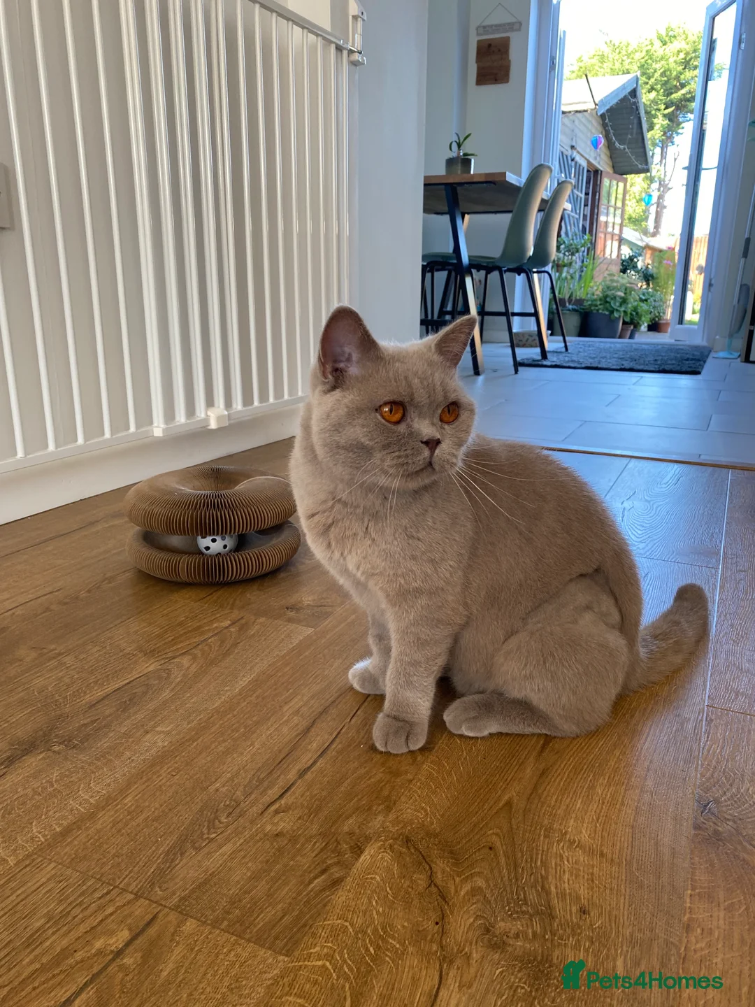 British Shorthair cats for sale: Neutered Female - pedigree lilac BSH  - Advert 2