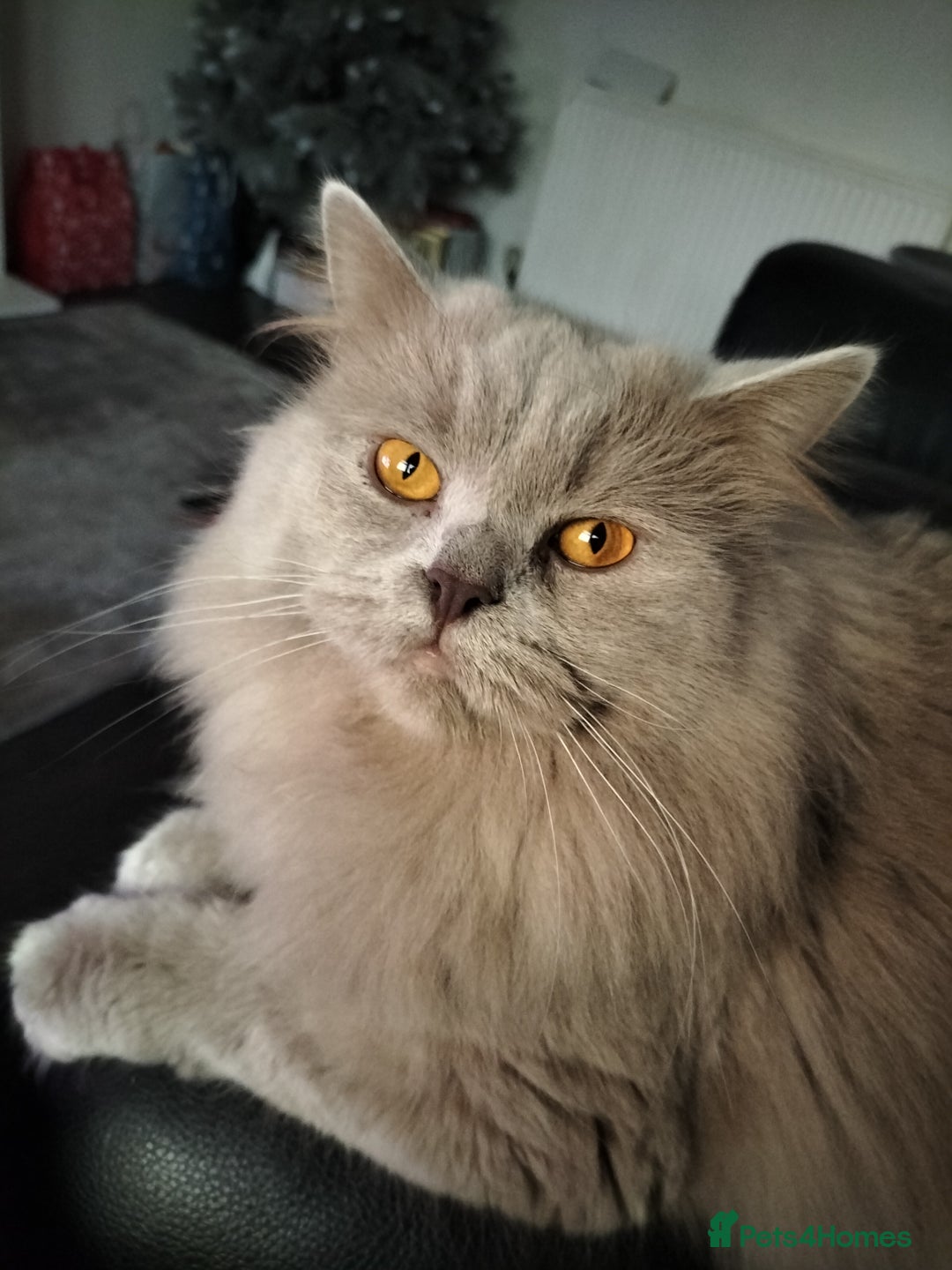 British Longhair cats for sale: lilac longhair male - Image 2