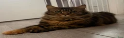 Maine Coon cats for sale: ONLY 3 BOYS REMAIN mainecoon kittens  - Advert 7