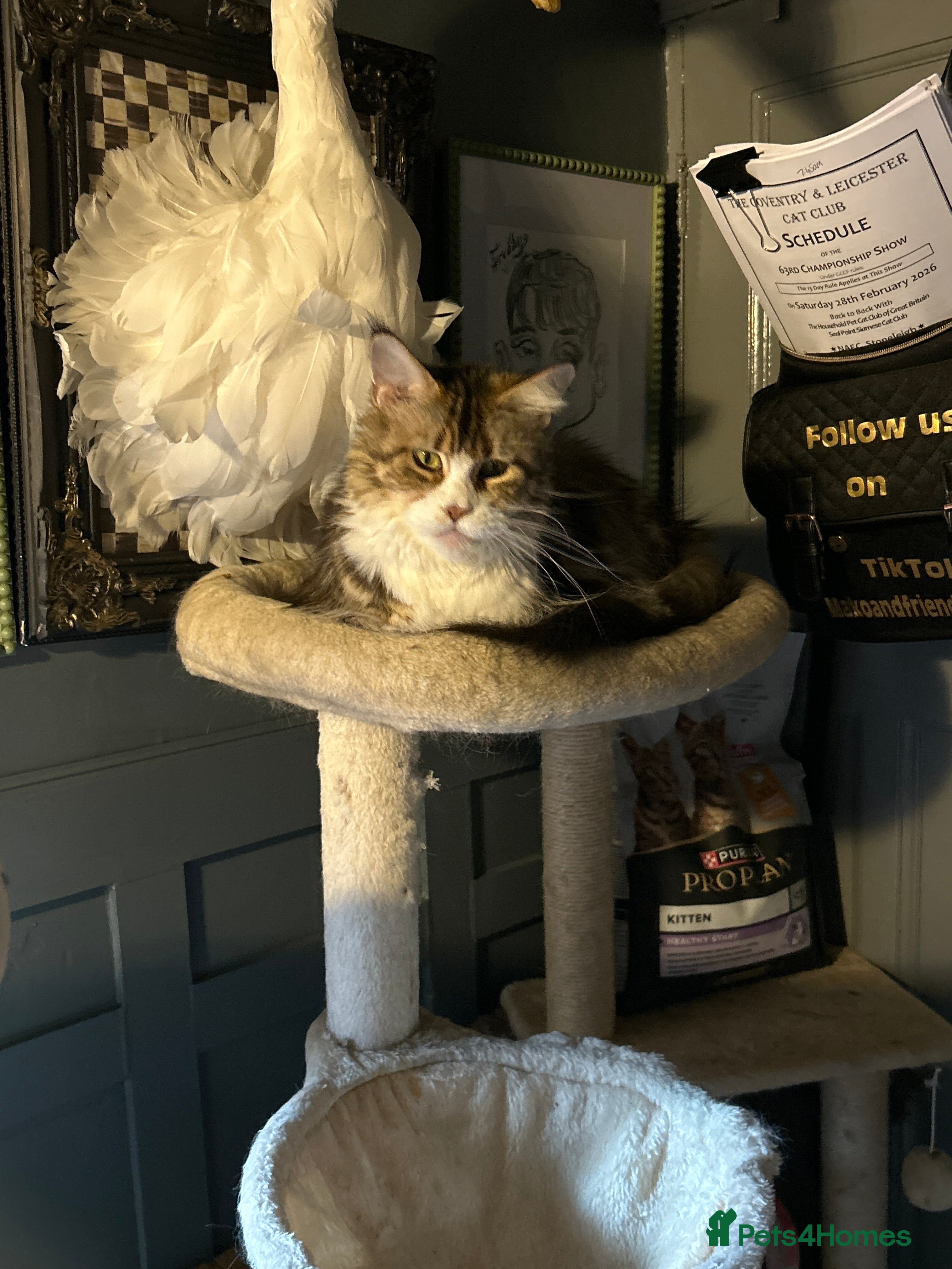 Maine Coon cats Last  2 Mainecoons kittens. left both boys  - Advert 1