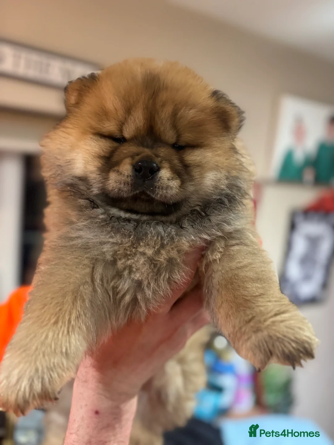 Chow Chow dogs for sale: BEAUTIFUL KC REG CHOW CHOWS FOR SALE 🥰🥰🥰🥰🥰🥰  - Advert 9