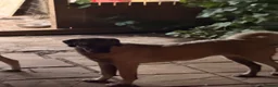 Turkish Kangal dogs for sale: Kangal female for sale - Advert 3