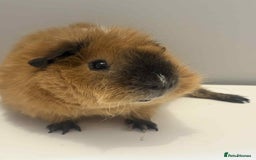 Guinea Pig rodents for sale: 4x male Guniea pigs  - Advert 5