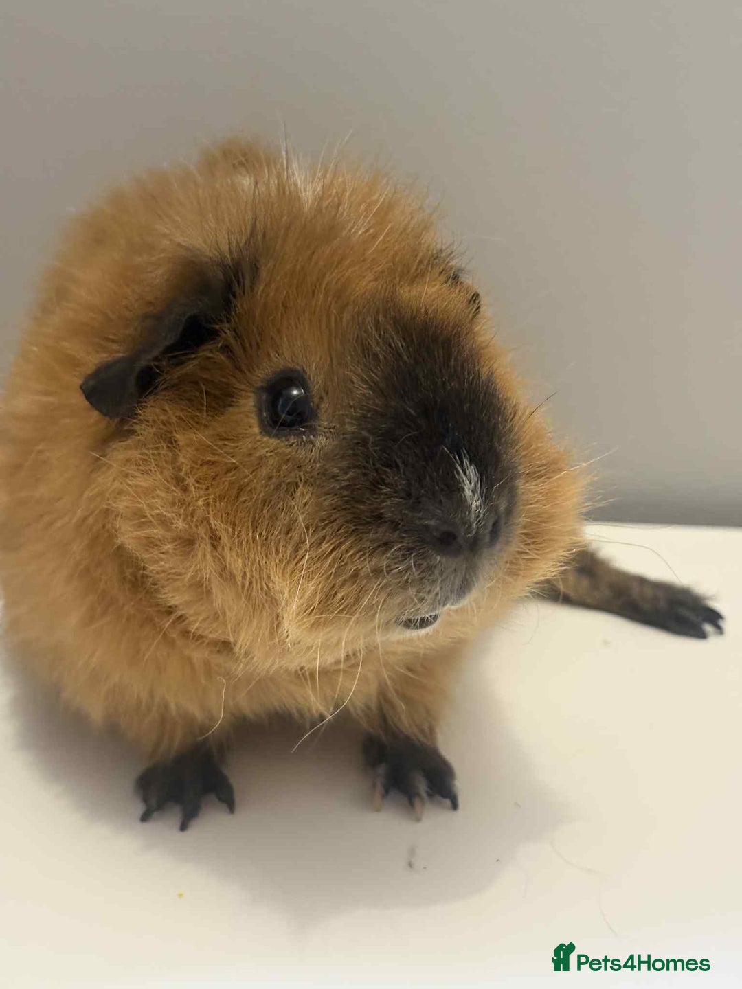 Guinea Pig rodents for sale: 4x male Guniea pigs  - Advert 5