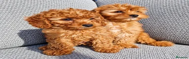 Cavapoo 1