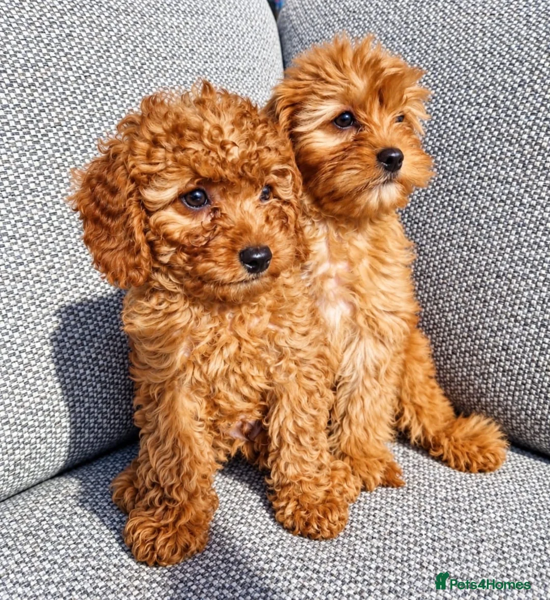 Cavapoo dogs for sale: Cava poo puppies for sale  - Advert 2