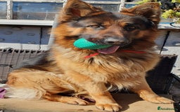 German Shepherd dogs for sale: Sad Rehoming - BUT NEEDS MUST - Image 1