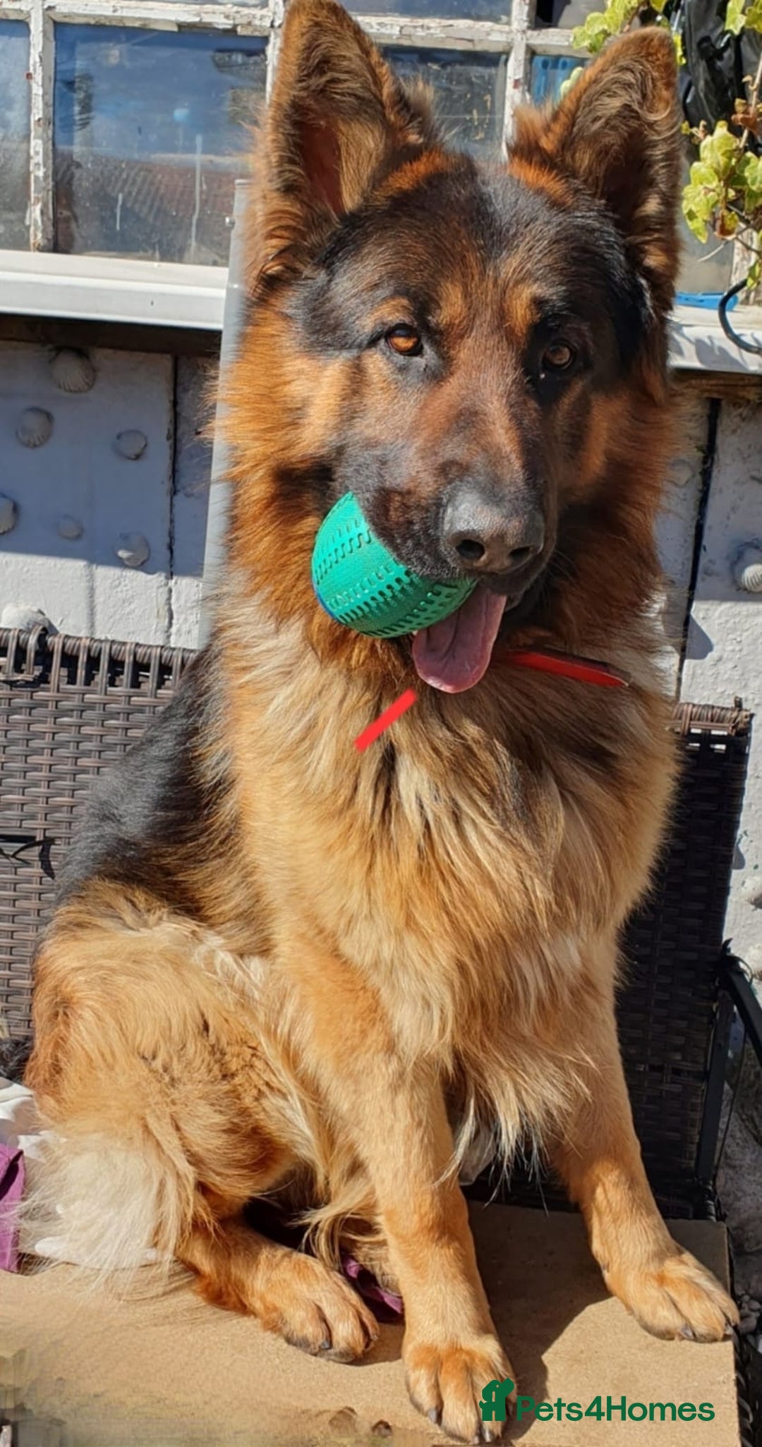 German Shepherd dogs for sale: Sad Rehoming - BUT NEEDS MUST - Image 1
