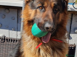 German Shepherd dogs - Advert 7