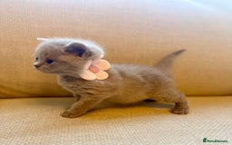 British Shorthair cats for sale: 🐾💜lilac and lilac point girls💜🐾 health tested  - Image 11