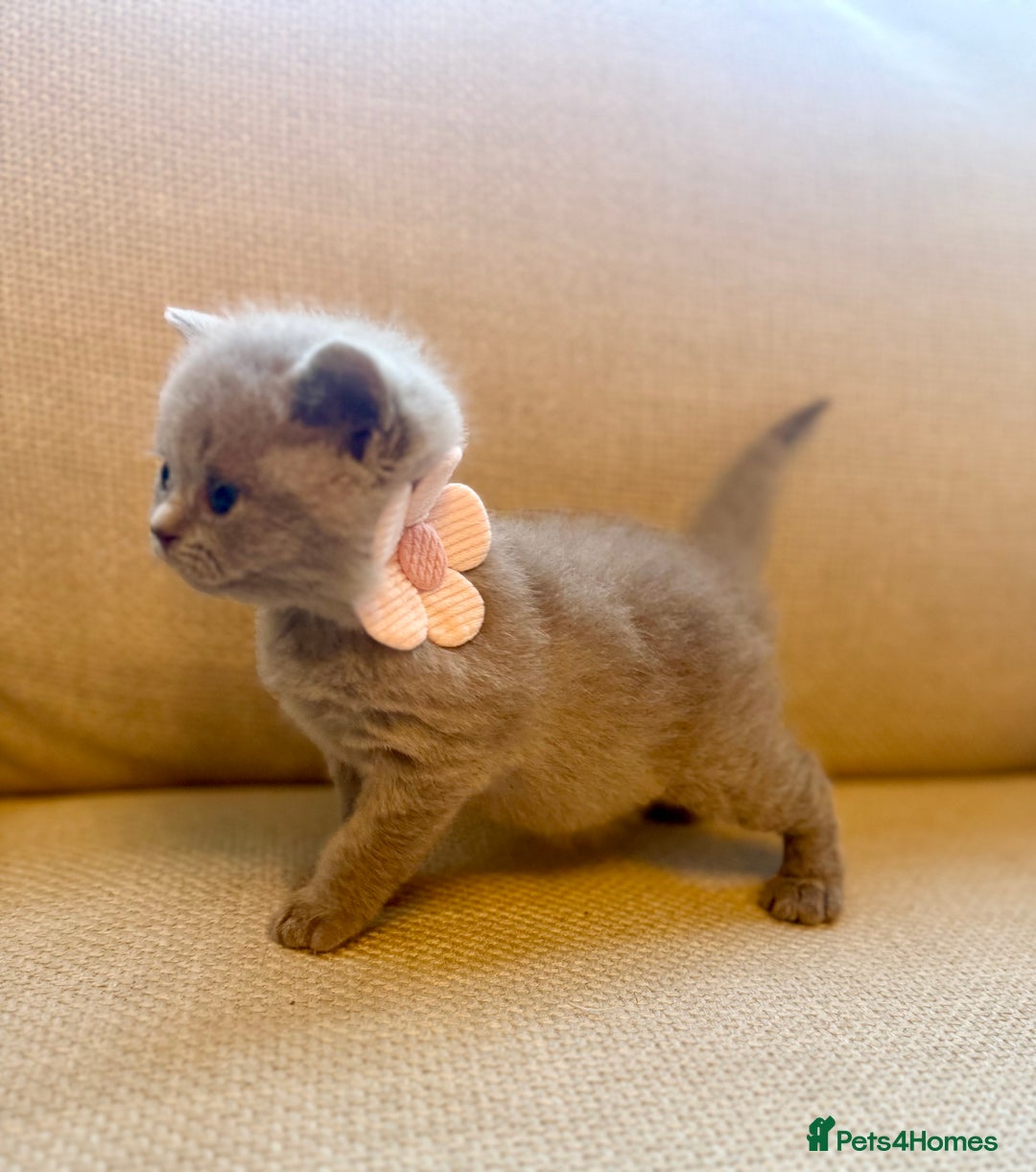 British Shorthair cats for sale: 🐾💜lilac and lilac point girls💜🐾 health tested  - Image 11