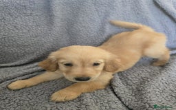 Golden Retriever dogs for sale: Kc Golden Retriever puppies for sale  - Image 1