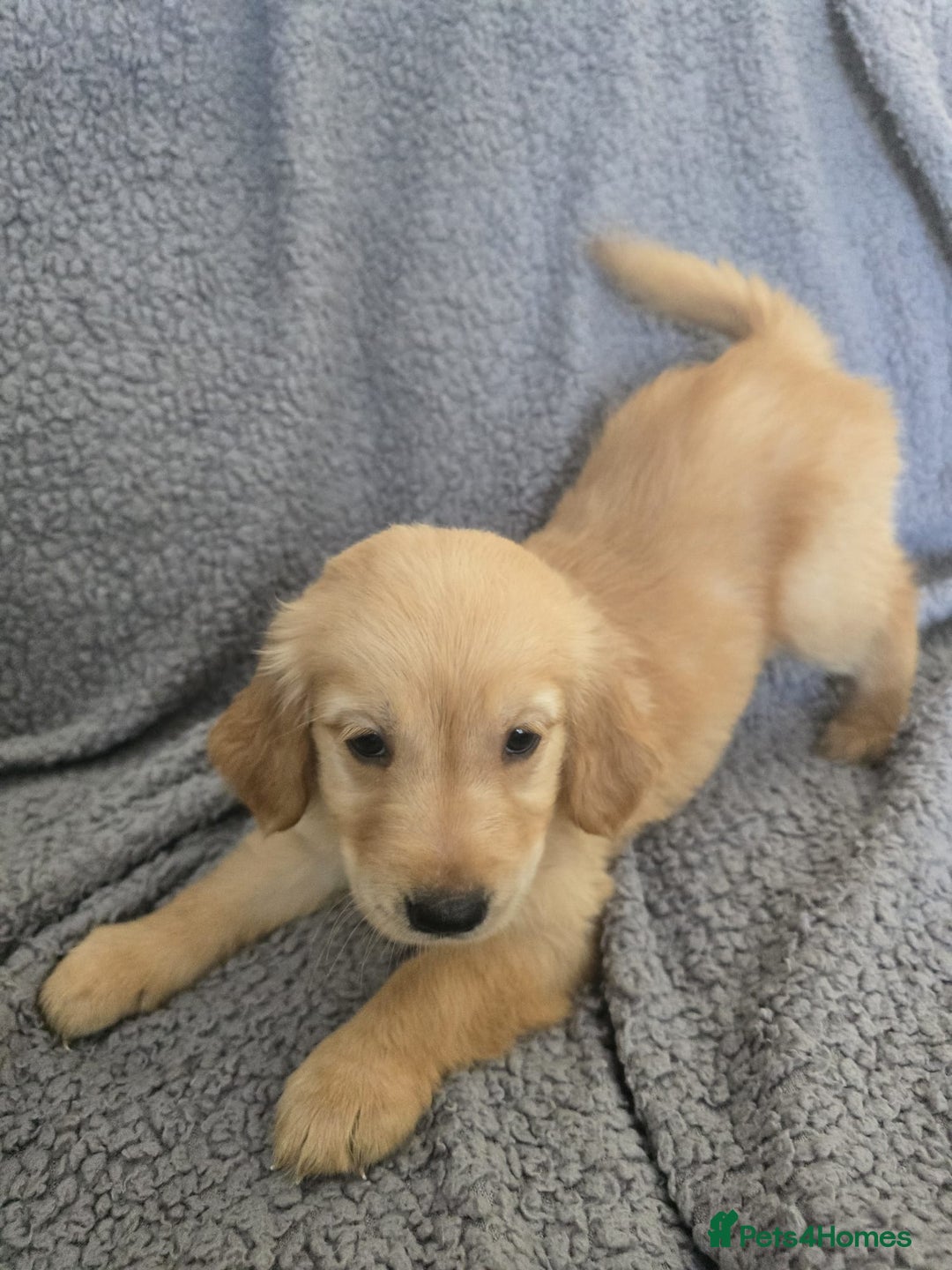 Golden Retriever dogs for sale: Kc Golden Retriever puppies for sale  - Image 1