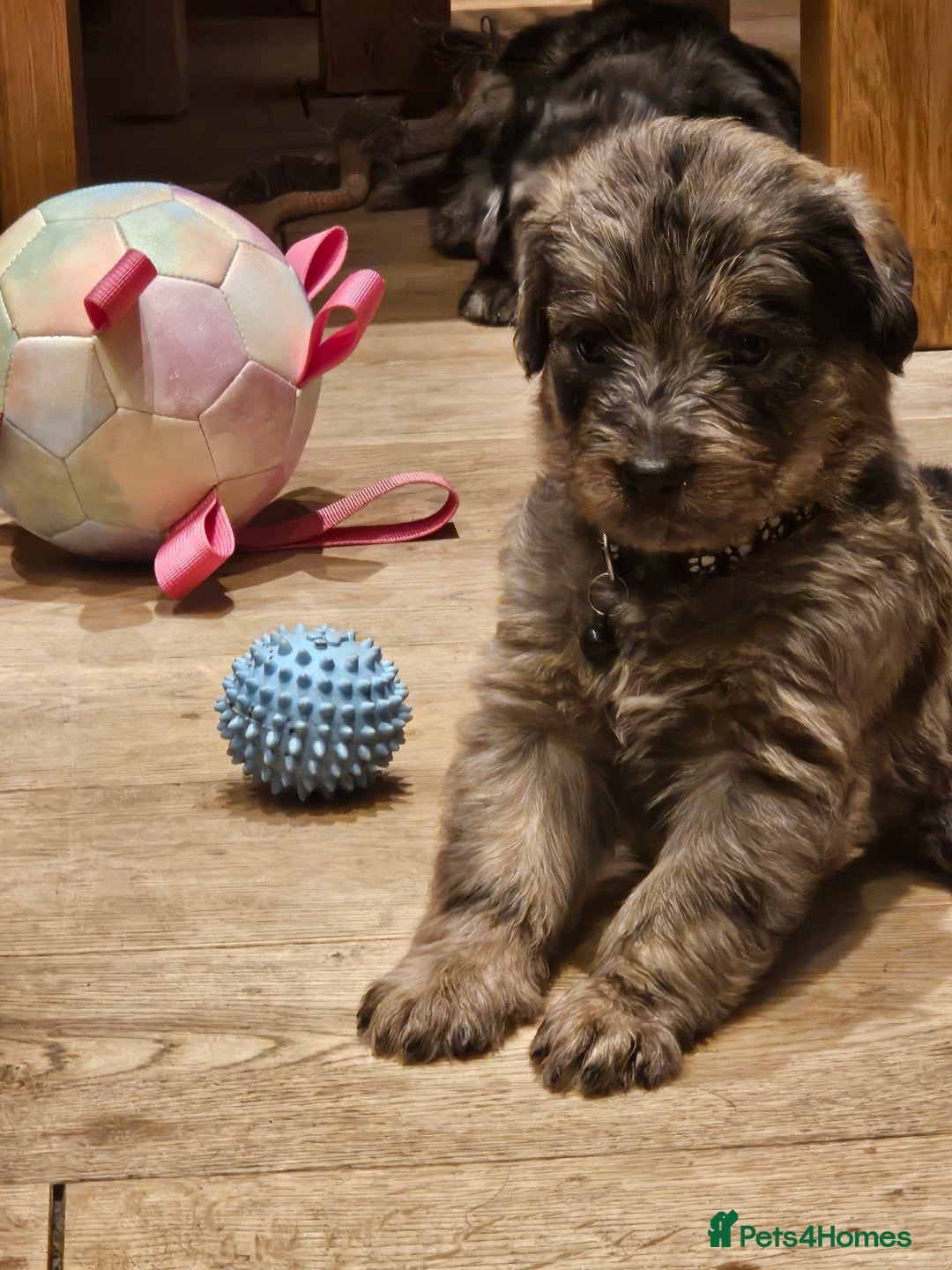 Mixed Breed dogs for sale: Rottweiler x poodle puppies ✨️ready now✨️ - Advert 5