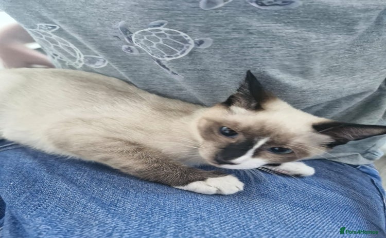 Snowshoe cats - Advert 1