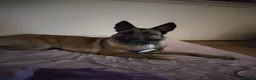 Belgian Shepherd Dog dogs for sale: Beautiful Belgium Malinois  in London - Advert 6