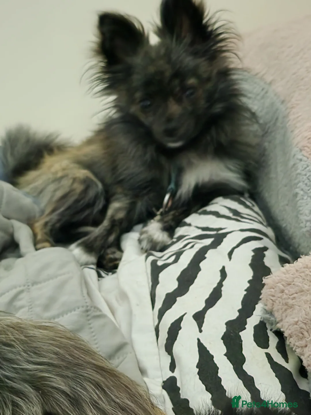 Pomchi dogs for stud: Pomchi for stud. - Advert 2