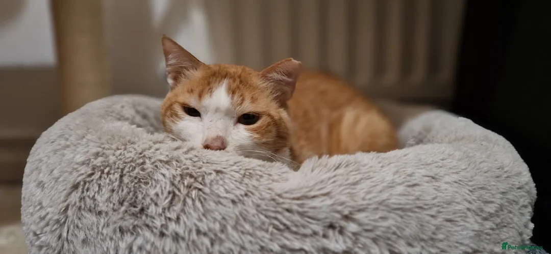 Mixed Breed cats for adoption: Male Rescue Cat for Indoor-Only Adoption - Advert 2