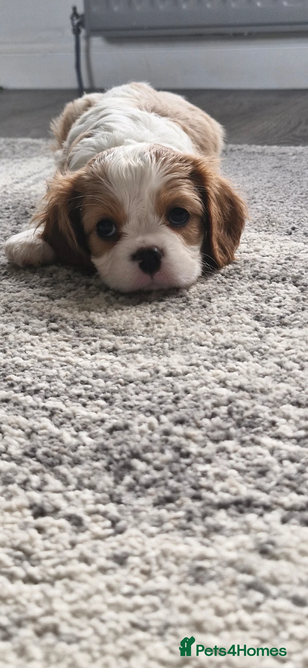 Cavalier King Charles Spaniel dogs for sale: Beautiful CKCS pups - Advert 2