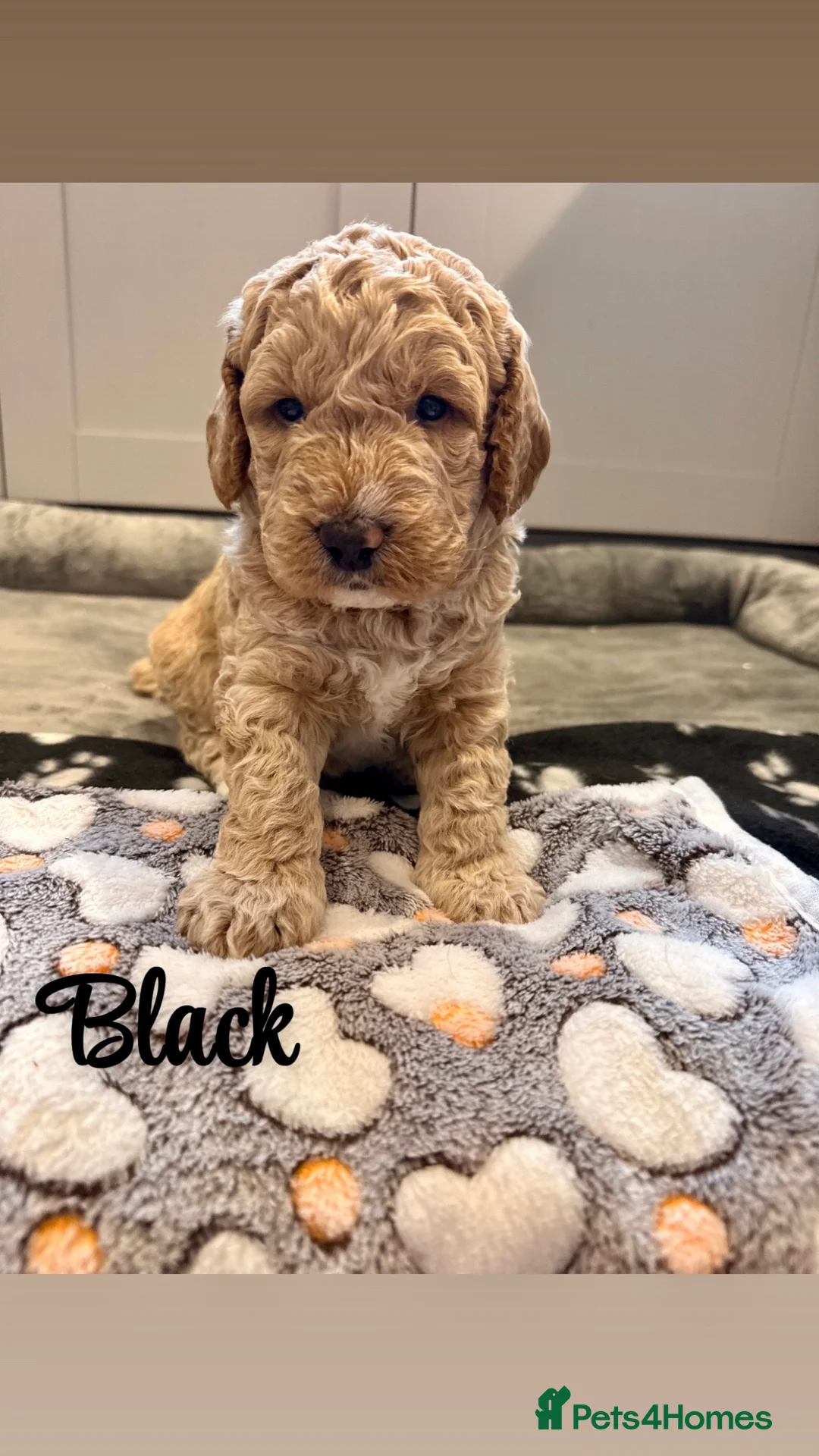 Labradoodle dogs for sale: Beautiful Labradoodle Puppies Available 🐾 - Advert 7