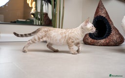 Bengal cats for sale: Frankie-Stunning Snow Bengal-TICA-Available now! - Image 2