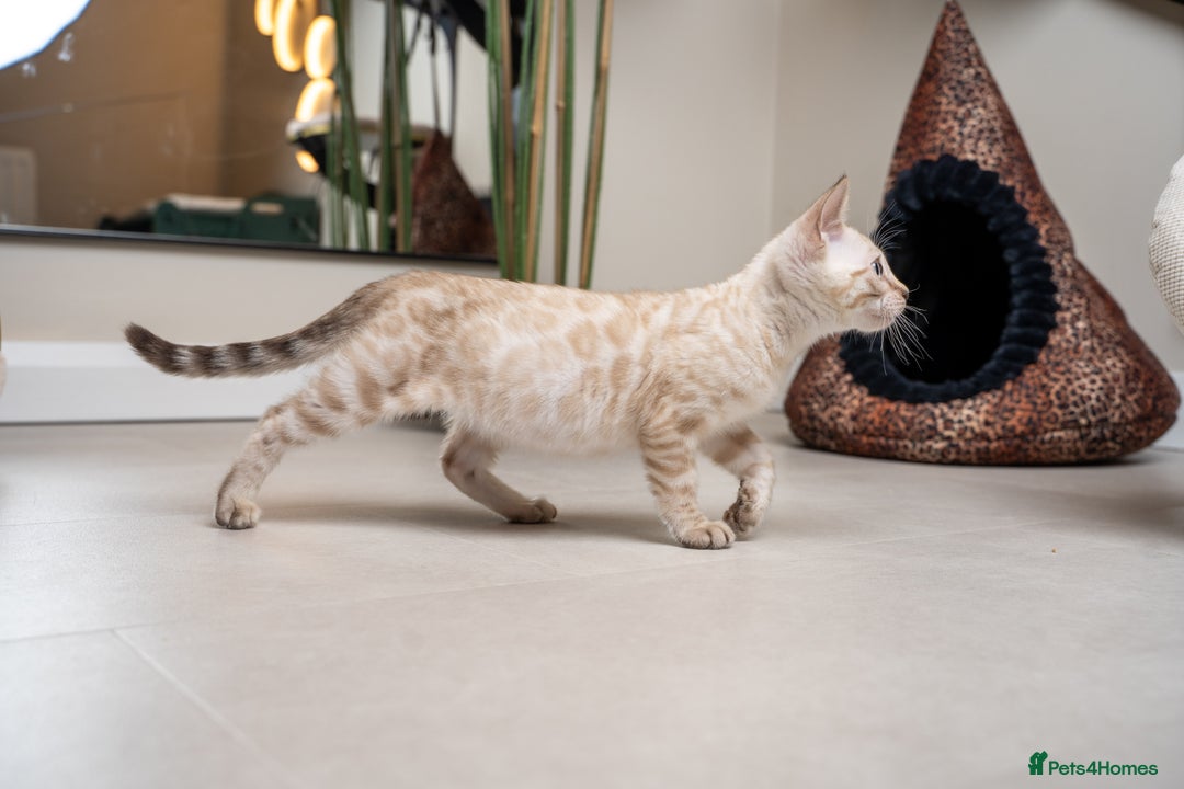 Bengal cats for sale: Frankie-Stunning Snow Bengal-TICA-Available now! - Image 2