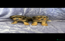 Cavapoo dogs for sale: Stunning rare colour F1 Cavapoo’s  - Image 4