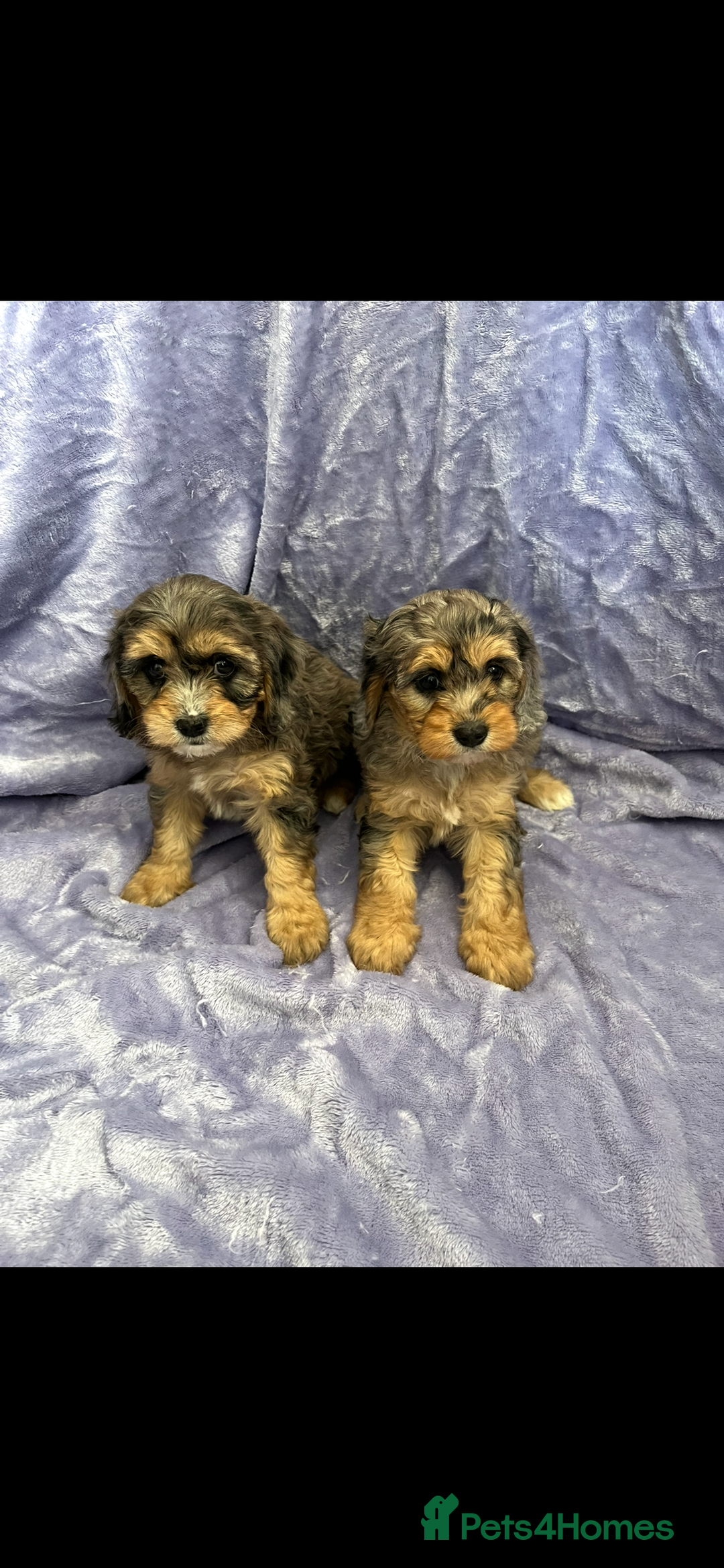Cavapoo dogs for sale: Stunning rare colour F1 Cavapoo’s  - Image 4