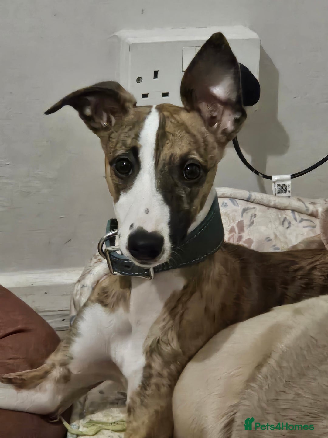 Gallery Image {{count}}