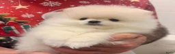 Pomeranian dogs for sale: 2 Beautiful Pomeranian Boys  - Advert 8
