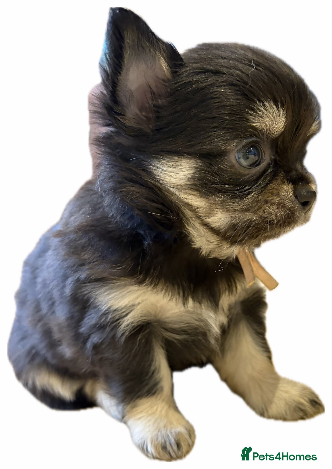 Chihuahua dogs 🐾 TINY KC registered Chihuahua puppies 🐾 - Advert 1