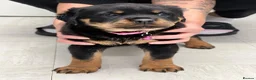 Rottweiler dogs for sale: ROTTWEILER PUPPIES "ready to go" - Advert 14