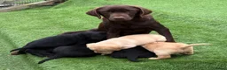 Labrador Retriever dogs for sale: Gorgeous Back & Yellow Pedigree Labradors  - Advert 4