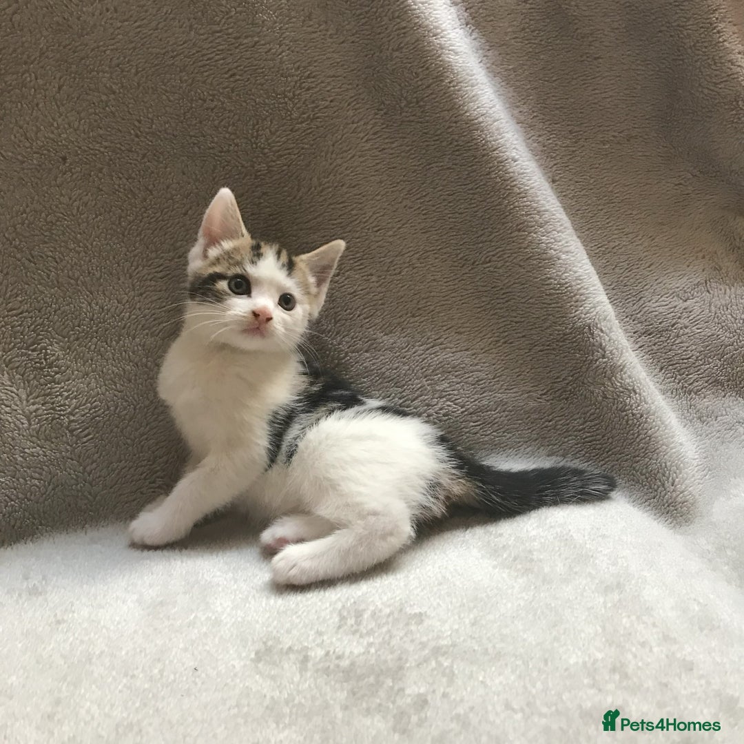 Mixed Breed cats for sale: Bring Home a Bundle of Joy Kittens Ready Oct. 2nd! - Image 22