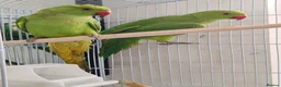 Mixed Breed birds for sale: Indian Ringneck Parakeets  - Advert 7