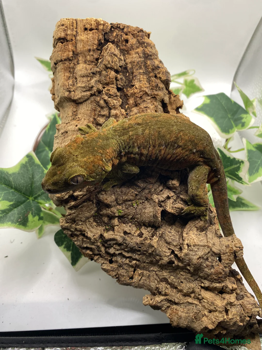 Gecko reptiles for sale: Mainland chahoua  - Advert 4