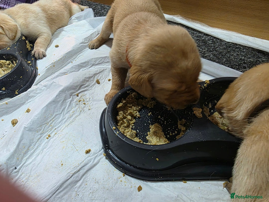 Labrador Retriever dogs for sale: Gorgeous Labrador puppies - Advert 11