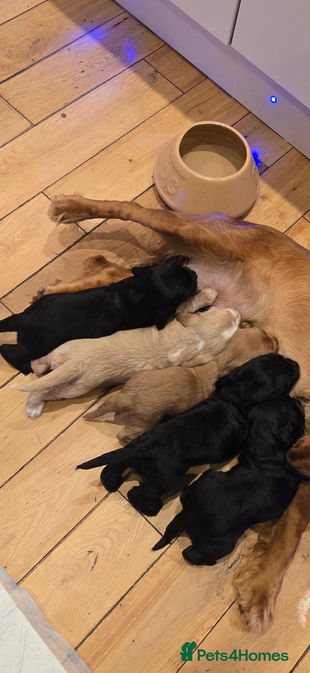 Cocker Spaniel dogs for sale: Cocker spaniel pups - Image 12