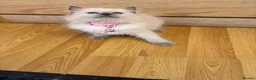 Ragdoll cats for sale: Ragdoll kittens for sale - Advert 8