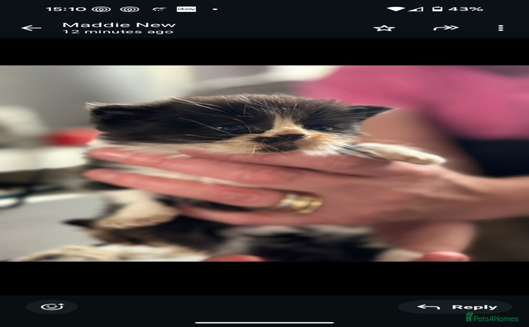 Persian cats - Advert 16