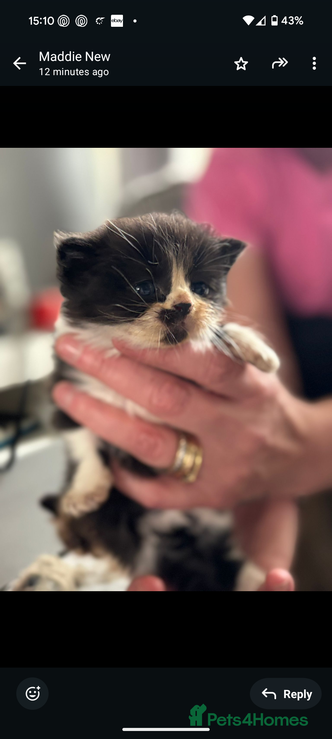 Persian cats for sale: Persian cross - Image 7