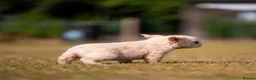 French Bulldog dogs for sale: VISUAL FLUFFY FRENCHIE CREAM HIGH DNA HEALTH TESTD - Advert 5