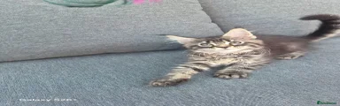 Maine Coon 1 female