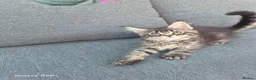 Maine Coon cats for sale: Licensed breeder-maine coon  - Advert 18