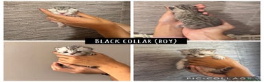 Black collar (boy)